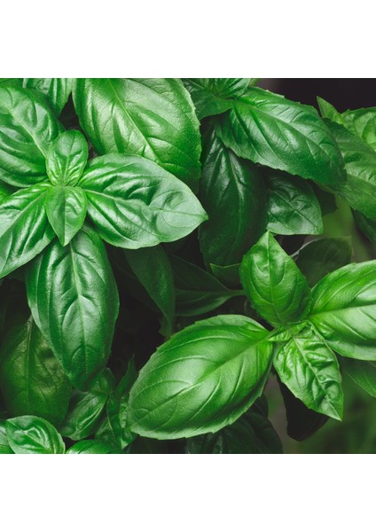 Basil Mix Tohum Çimlendirme Seti - Thai Fesleğeni, Mor Reyhan, Limonlu Fesleğen, Ceneviz Fesleğeni