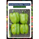 3A Botanik Kandil Dolma Biber Tohumu, 3-4 Loblu Dolmalık Biber Çeşidi, 75+ Adet Tohum