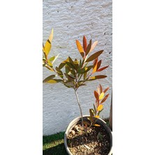 Smargat Fırça Çalısı BITKISI(40-60CM)