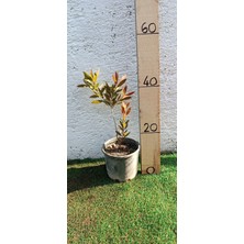 Smargat Fırça Çalısı BITKISI(40-60CM)