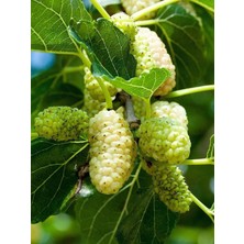 Smargat Tüplü 3 Yaş Beyaz Dut Fidanı Aşılı Beyaz Dut