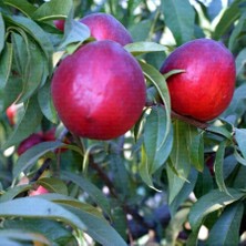 Smargat Şeftali Fidanı Aşılı Nektari( Tüysüz Şeftali) Fidanı