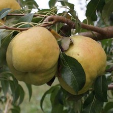 Smargat Deveci Armut Fidanı 2 Yaş Aşılı Armut Fidanı