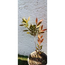 Smargat Fırça Çalısı BITKISI(40-60CM)