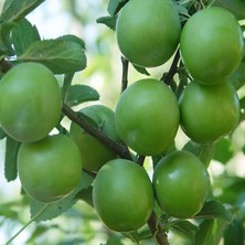 Smargat Yeşil Erik Fidanı Papaz Erik Fidanı