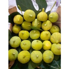 Smargat Incir Fidanı Aşılı Beyaz Incir Fidanı