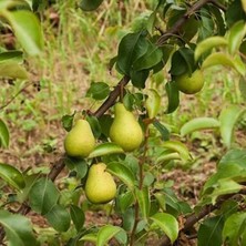 Smargat Akça Armut Fidanı Aşılı Armut Fidanı