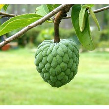 Sugarapple (Şekerelması)2 Adet Tohum