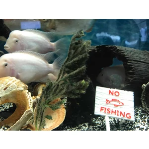 Akvaryum Dekoru -No Fishing Yazısı