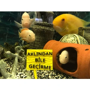 Akvaryum Dekoru - Aklından Bile Geçirme Yazısı