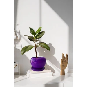 Tabaklı Mor Tombul Çömlek Saksı 22X21 cm