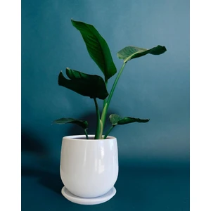 Tabaklı Armut Beyaz Çömlek Saksı 15X15 cm