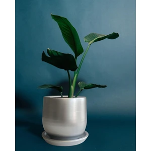 Tabaklı Armut Gümüş Çömlek Saksı 15X15 cm