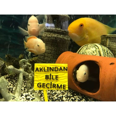 ATG Store Akvaryum Dekoru - Aklından Bile Geçirme