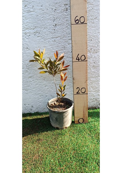 Fırça Çalısı BITKISI(40-60CM)