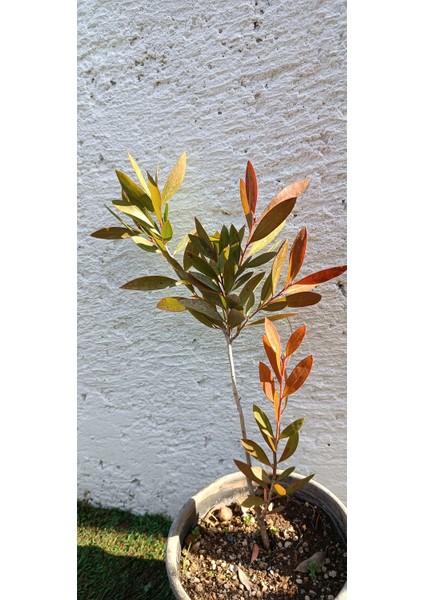 Fırça Çalısı BITKISI(40-60CM)