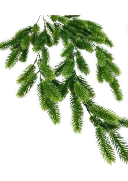 Rüzgar Çiçekcilik Sarkıt Sarmaşık