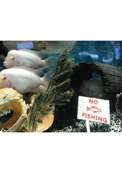 ATG Store Akvaryum Dekoru -No Fishing Yazısı