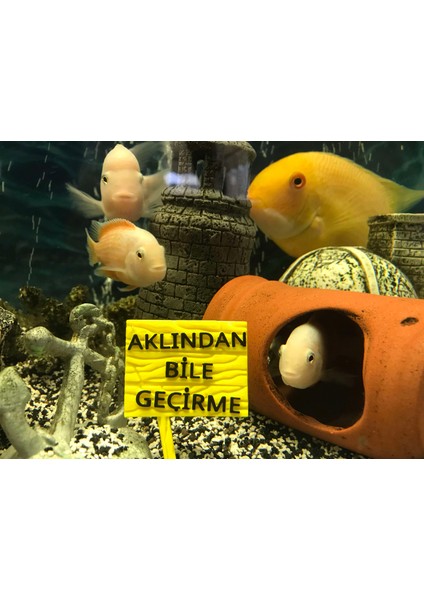 ATG Store Akvaryum Dekoru - Aklından Bile Geçirme Yazısı