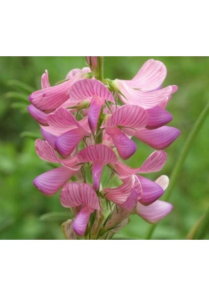 Korunga Tohumu 1 kg Korunga