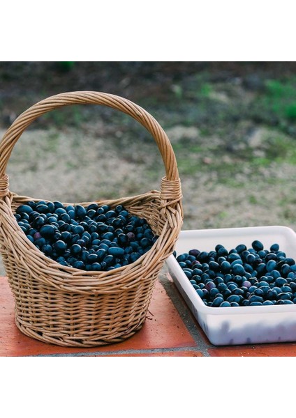 Gemlik Zeytini Katırlı Zeytini Avantaj Paket 4x2 Toplam 8 KG(XL) Siyah Zeytin