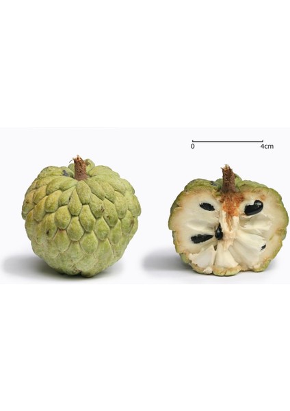 Sugarapple (Şekerelması)2 Adet Tohum