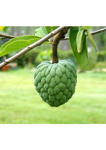 Sugarapple (Şekerelması)2 Adet Tohum