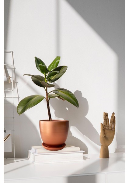 Tabaklı Bronz U Çömlek Saksı 24X24 cm