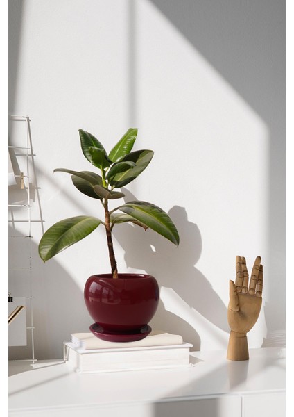 Tabaklı Bordo Tombul Çömlek Saksı 22X21 cm