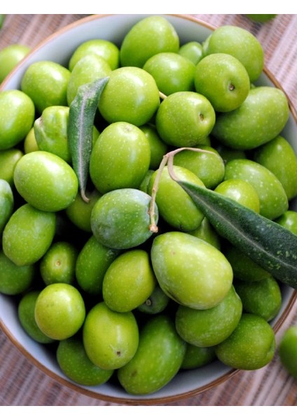3 Çeşit Karışık Meyve Fidanı Zeytin, Antep Fıstığı ve Nar