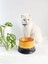 Seramik Kedi ve Köpek Mama Su Kabı Colorful Moon Bowl (Siyah-Sarı) 1