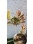 Fırça Çalısı BITKISI(40-60CM) 2