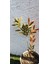 Fırça Çalısı BITKISI(40-60CM) 4