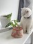 Seramik Kedi ve Köpek Mama Su Kabı Colorful Moon Bowl (Turuncu Çizgili -Ebru Desen) 3