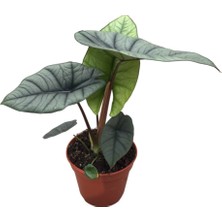 Alocasia Platinum Saksı