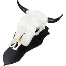 Dericibey Beyaz Buffalo Dekoratif Kafa