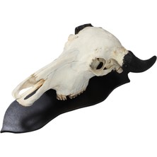 Dericibey Beyaz Buffalo Dekoratif Kafa