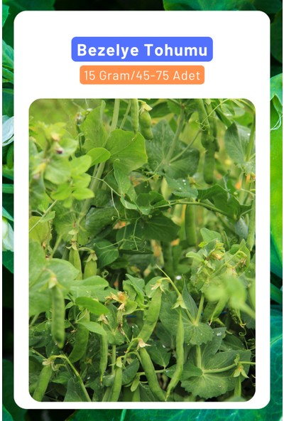 3A Botanik Bezelye Tohumu, 15 Gram/45-60 Adet Tohum