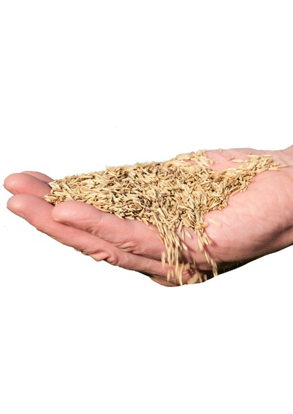 Çim Tohumu 5 kg fırsatları