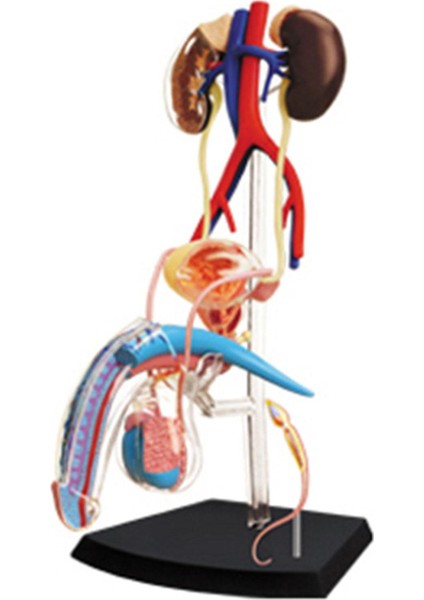 Erkek Üreme Sistemi Modeli Base D Insan Vücudu Organ Modeli Öğretim Modeli Öğretim Modeli (Yurt Dışından)