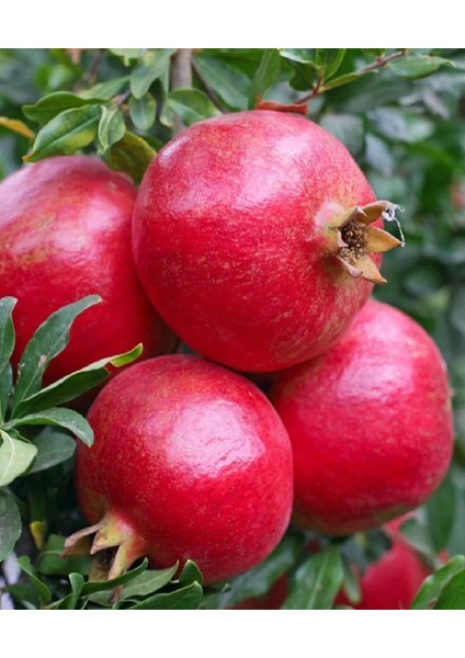3 Çeşit Karışık Meyve Fidanı Zeytin, Antep Fıstığı ve Nar
