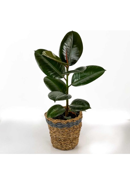 Kauçuk Ficus Elastica Robusta Lanesse Gri Hasır Saksılı- 40-60 cm