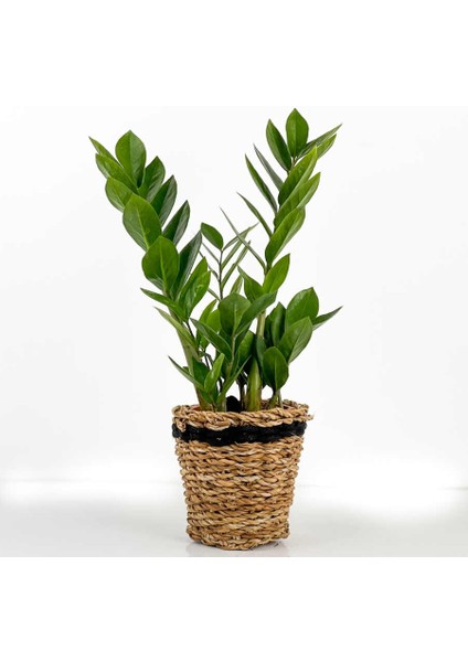 Zamia Zamioculcas Lanesse Siyah Hasır Saksılı 30-40 cm
