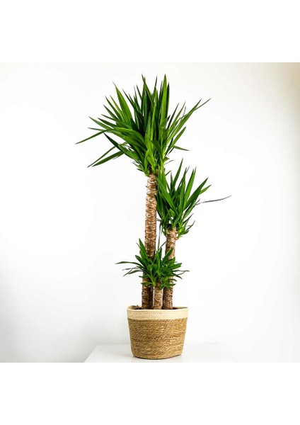 Yuka Bitkisi Yucca Massengena) 3 Gövdeli Hasır Saksılı Lane Beyaz
