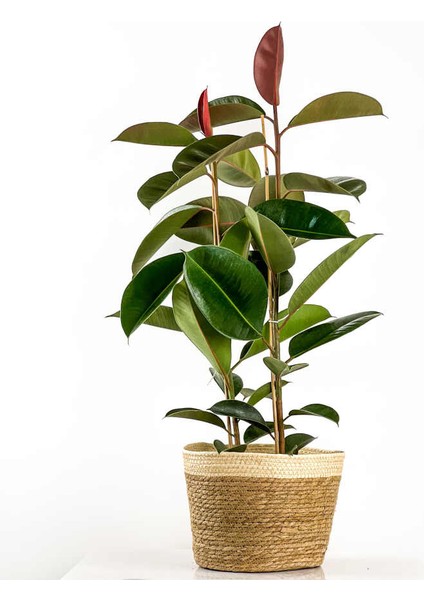 KAUÇUK BİTKİSİ (Ficus Elastica) Hasır Saksılı Lane Beyaz - 2 Gövdeli 120-140Cm