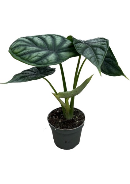 Alocasia Baginda Dragon Scale Saksı