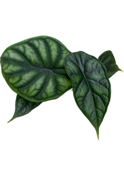 Alocasia Baginda Dragon Scale Saksı fiyatları