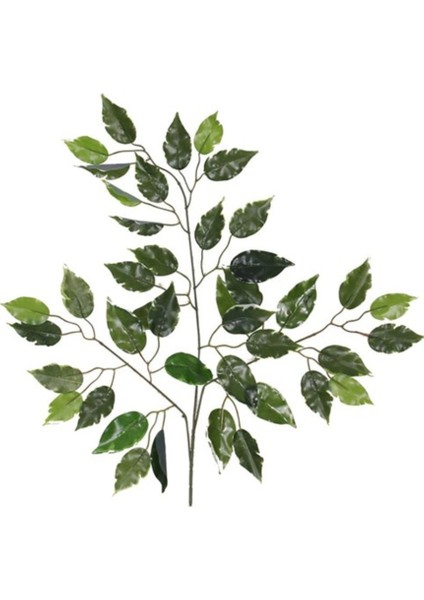 Rüzgar Çiçekcilik Islak Doku Ficus Yaprağı