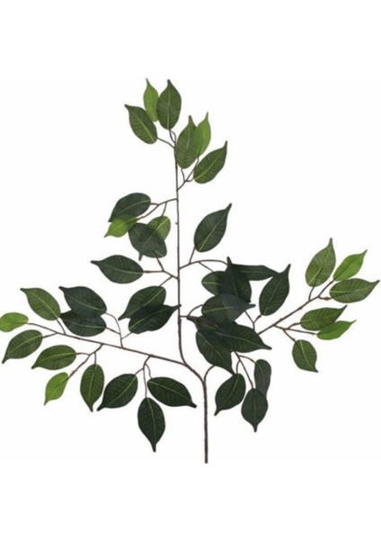 Rüzgar Çiçekcilik Islak Doku Ficus Yaprağı