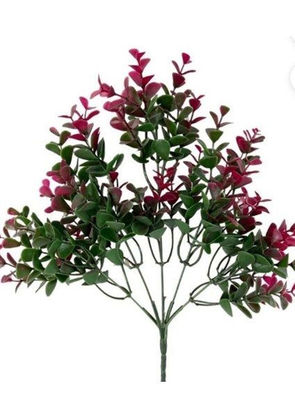 Rüzgar Çiçekcilik Tropik Bitki